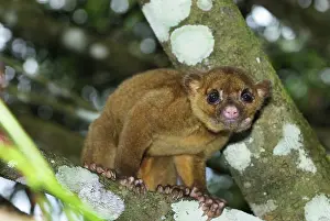 Flavus: Kinkajou / Honey Bear