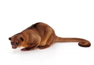 Flavus: Kinkajou / Honey Bear
