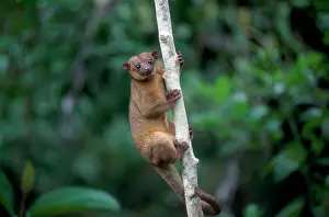 Hans D Dossenbach: Kinkajou / Honey Bear - in tree