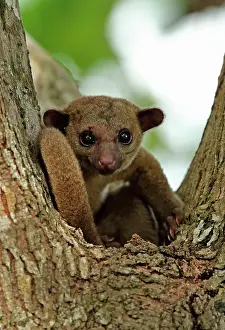 Accident: Kinkajou (Potos flavus megalotus) adult, with wounds