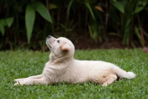 Familiaris: Kintamani puppy - only Indonesian dog breed, on
