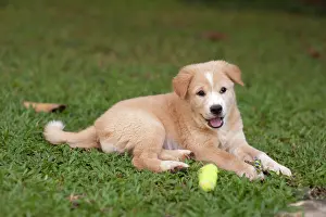Familiaris: Kintamani puppy - only Indonesian dog breed, on