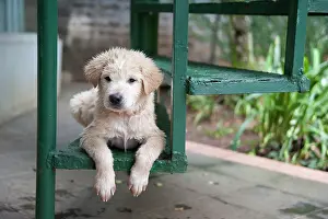 Familiaris: Kintamani puppy - only Indonesian dog breed, wet