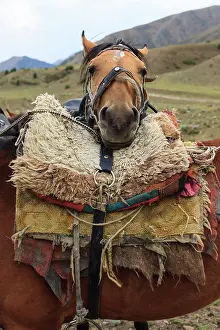 Halter: Kirghiz Horse resting his head on a saddle - Kyrgyzstan