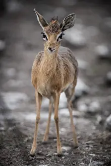 Antilopini: Kirk dikdik or kirk's dik-dik (Madoqua kirkii)