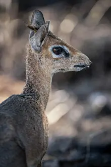 Antilopini: Kirk dikdik or kirk's dik-dik (Madoqua kirkii)