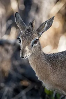 Antilopini: Kirk dikdik or kirk's dik-dik (Madoqua kirkii)