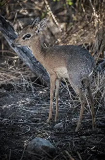 Antilopini: Kirk dikdik or kirk's dik-dik (Madoqua kirkii)