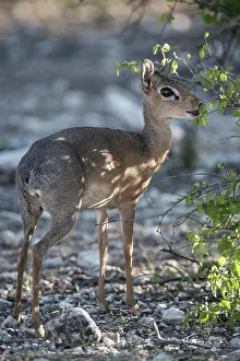Antilopini: Kirk dikdik or kirk's dik-dik (Madoqua kirkii)