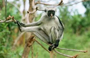 Alyssa Giustozzi: KirkIs / Zanzibar Red Colobus MONKEY