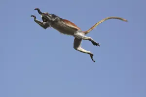 Badius: KirkIs / Zanzibar Red Colobus Monkey - in mid-air jumping