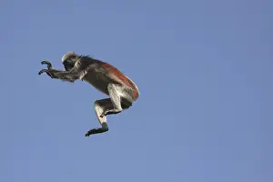 Badius: KirkIs / Zanzibar Red Colobus Monkey - in mid-air jumping