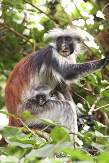 Badius: KirkIs / Zanzibar Red Colobus Monkey - mother with young