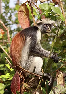 Badius: KirkIs / Zanzibar Red Colobus Monkey - in tree