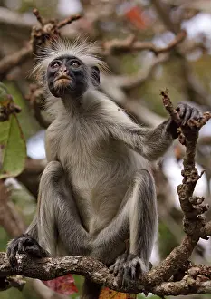 Badius: KirkIs / Zanzibar Red Colobus Monkey - in tree