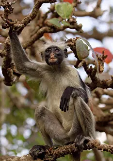 Badius: KirkIs / Zanzibar Red Colobus Monkey - in tree