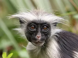 Badius: KirkIs / Zanzibar Red Colobus Monkey - young