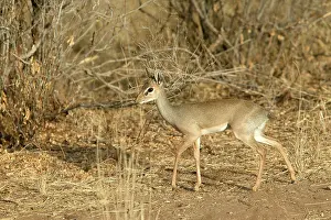 Madoqua: Kirk's Dik-Dik