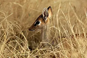 Madoqua: Kirk's Dik-dik