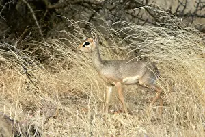 Madoqua: Kirk's Dik-dik