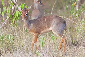 Kirkii: Kirk's Dik-dik