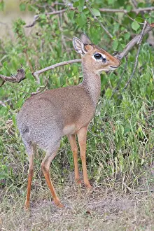 Kirkii: Kirk's Dik-dik