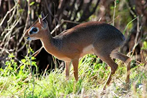 Madoqua: Kirk's Dik Dik