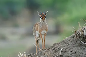 Madoqua: Kirk's Dik Dik