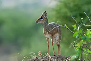 Madoqua: Kirk's Dik Dik