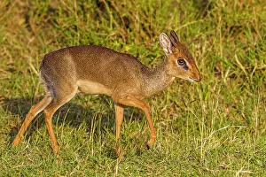 Madoqua: Kirk's Dik-dik