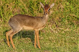 Madoqua: Kirk's Dik-dik