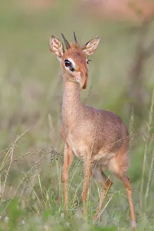 Madoqua: Kirk's Dik-dik