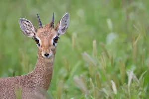 Madoqua: Kirk's Dik-dik