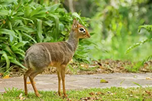 Walkway: Kirk's Dik-dik
