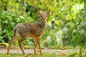 Walkway: Kirk's Dik-dik