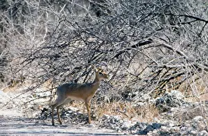 Madoqua: Kirk's dik-dik sheltering in shade of bush