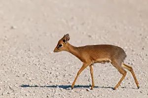 Madoqua: Kirk's Dikdik - crossing road