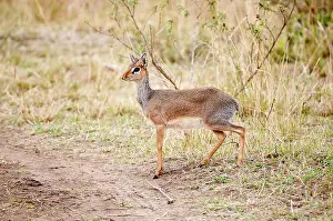 Madoqua: Kirk's Dikdik - standing