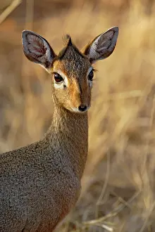 Snouted: Kirk's Long-snouted Dik-Dik, Rhynchrotragus