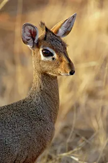 Snouted: Kirk's Long-snouted Dik-Dik, Rhynchrotragus