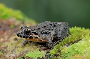 Sinharaja: Kirtisinghe's frog
