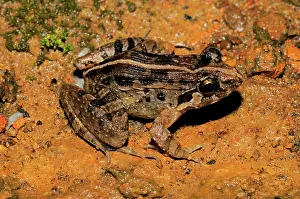 Montane: Kirtisinghe's frog