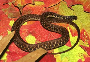 Kirtlandii: Kirtland's Snake