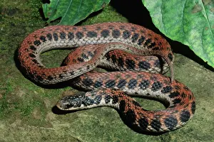Harmless: Kirtland's Snake