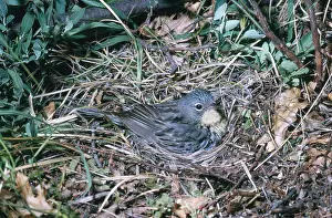 Dendroica: Kirtland's Warbler