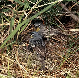 Kirtlandii: Kirtland's Warbler