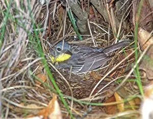 Brooding: Kirtland's Warbler