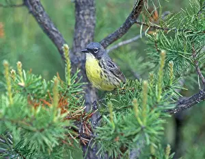 Kirtlandi: Kirtland's Warbler