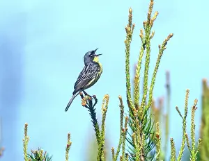 Kirtlandi: Kirtland's Warbler