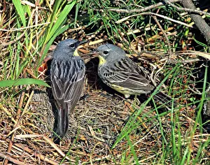 Dendroica: Kirtland's Warbler (Dendroica kirtlandi)